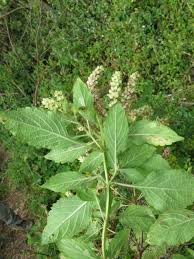 Image result for Ocimum lamiifolium