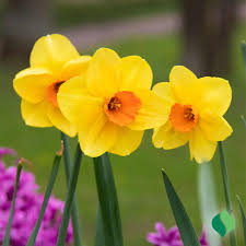 Image result for Daffodil Yellow 1959 Plymouth