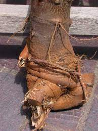 They put on such a dense mat of fibrous roots the first few inches to get through is always a pain. Girdling Roots