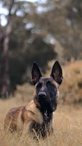 While predominantly considered a single breed. Belgian Shepherd Pictures Download Free Images On Unsplash