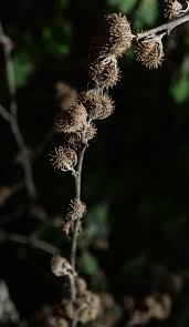 Image result for Urena