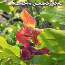 Image result for Monodora grandidieri