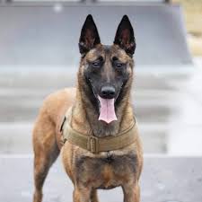 Pin By Doris Medrano On Belgian Malinois Dogs Malinois Dog Belgium Malinois Belgian Malinois Dog