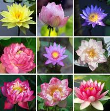 Blue lotus (nymphaea caerulea) is a sedative plant also known as blue water lily, egyptian lotus and the sacred lily of the nile. Lotus Flower Seeds Water Lily Seeds 10pcs Pack Greenseedgarden
