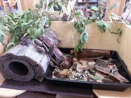 Pin By Heather Sage On Small World Sensory Play Small World Play Australian Animals Indigenous Education