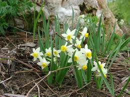 In northern climates, gently lift them from the soil with a digging fork in the fall after a frost. 5 Signs From Nature To Plant Bulbs For Spring Avant Gardening Avant Gardening
