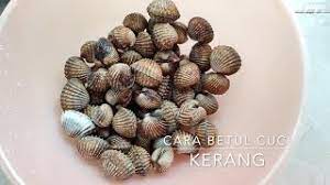Dengan tujuan, agar bakteri dan kuman yang menempel tidak termakan dan menyebabkan penyakit. Cara Cuci Kerang Betul Dan Mudah Youtube