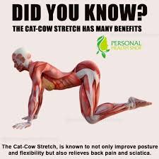 Personal Health Shop On Instagram A Great Flow When Your Body Needs A Break Cat Cow Or Chakravakasana Is A Y Personal Health Improve Posture Yoga Poses