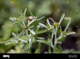 Image result for Gnaphalium polycaulon