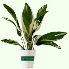 Image result for Maranta arundinacea