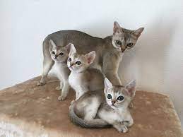 Singapura ist der malaiische name des stadtstaates, aus welchem diese katze stammt. Singapura Katze Singapura Katze Zuchter In Der Schweiz