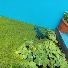 Kolam koi apa pun akan lebih mantap jika diberi tambahan berupa tanaman air. Jual Diskon Duckweed Tanaman Air Kolam Pakan Alternatif Ikan Udang Kiambang Lemna Di Lapak Sukak Bukalapak