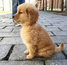 Pin By Oyun Odasi On Dogs Cute Baby Animals Puppies Cute Animals