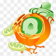 Check spelling or type a new query. Free Png Animal Cell Clip Art Download Pinclipart