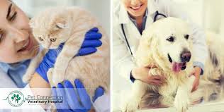 How much does pet shots cost. Annual Vaccination Deworming For Cat Or Dog Cobone