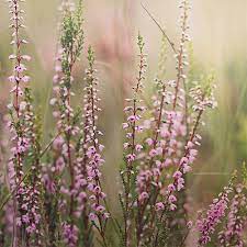 Does Anyone Know What These Are Heather Flower Scottish Flowers Heather Plant