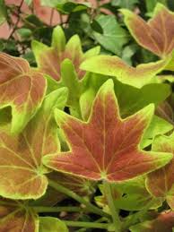 モミジ葉ゼラニュームを使った秋の寄せ植え さにべるスタッフblog Sunny Day S Garden