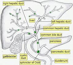 Bile consists of water, electrolytes, bile acids, cholesterol, phospholipids and conjugated bilirubin. Biliary Tree Geneeskunde Echografie Medisch