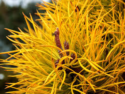 Image result for Landolphia incerta