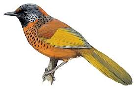 Image result for Erythrocephalum