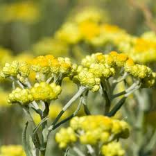 Image result for Helichrysum buchananii