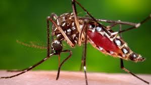 What Is West Nile Virus 13 States Report Cases Of Mosquito Born Disease