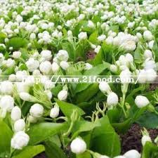 Wholesale high quality dry jasmine flower tea at bestteasupplier with competitive price. Harvested Dried Jasmine Flowers Chinese Flower Tea Products China Harvested Dried Jasmine Flowers Chinese Flower Tea Supplier