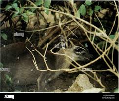 Image result for Oubanguia africana