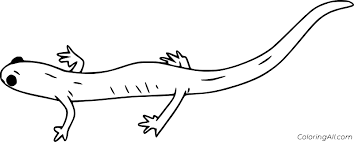 Keep your kids busy doing something fun and creative by printing out free coloring pages. Salamander Coloring Pages Coloringall
