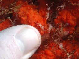 Image result for Selago albomarginata