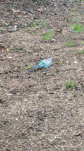 They contain small metal pins that deter birds from landing on your roof. Jacquelyn Francis On Twitter Is Anyone Missing This Bird Outside My House York Weston
