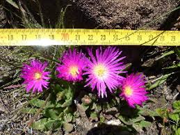 Image result for Delosperma tradescantioides