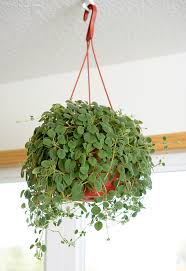 Some symptoms of poisoning include; 15 Pet Friendly Houseplants That Add Green Without The Worry Better Homes Gardens