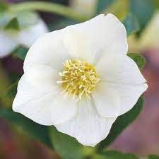 We did not find results for: 19 Beautiful Plants That Rabbits Don T Like Rabbit Resistant Plants Shade Garden Plants Plants