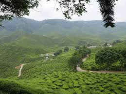 We did not find results for: Cameron Valley Tea House And Cameron Bharat Tea Valley Cameron Highlands Tea House Wonderful Places