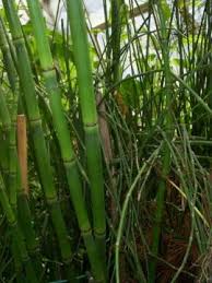 However, it is also a popular patio plant, as it is used for the. Nsw Weedwise