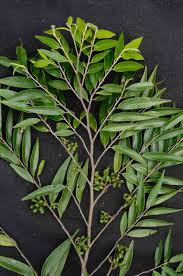 Image result for Xylopia torrei