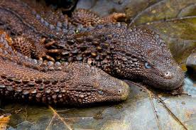 Black And White Tegu Lizard Sc The Earless Monitor Lizard Lanthanotus Borneensis Is One Of The Most Elusive And Rarest Lizards In The World They Are En Monitor Lizard Cute Reptiles Lizard