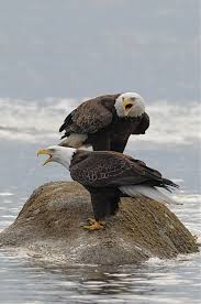Birds That Look Like Eagles American Bald Eagles I Have To Say They Look Like School Girls Wearing Pants Under Their Dresses On A Cold Day Animals Beautiful Pet Birds Bald Eagle