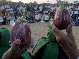 Maharashtra Firm To Seek Noc In Five States For Gm Brinjal