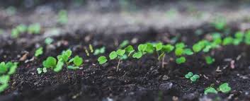 Use seed compost to sow them in. How To Grow Healthy Strong Seedlings Bokashi Living
