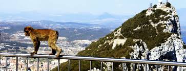 Heimat der einzigen freilebenden affen europas. Gibraltar Die Affen Sind Los Entdeckungsreisen Online Reise Und Tourismusportal Entdeckungsreisen Org