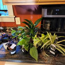 Image result for Gynura scandens