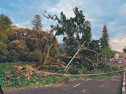 Image result for Brackenridgea zanguebarica