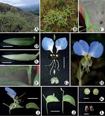 Image result for Commelina nyasensis