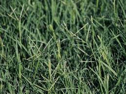 When is the right time to overseed bermuda grass in texas? Bermudagrass Lawns