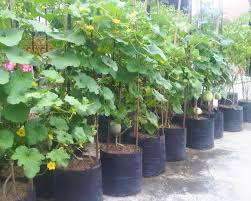 Check spelling or type a new query. 12 Cara Budidaya Menanam Melon Dari Biji Di Pot Polybag Di Halaman Rumah Berita Pertanian Mitalom