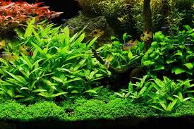 You need an anchor that won't pollute the water. 10 Tips For Rooted Aquarium Plants Shrimp And Snail Breeder