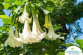 There are a number of plant species with the common name of moon flower, but i am going to guess you have a datura plant, in which case you may be looking at any one of the following viruses: Datura Benefits Uses Formulations Ingredients Method Dosage And Side Effects