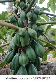 Image result for Carica